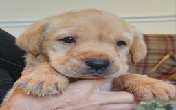 Labrador Retriever dogs for sale: Fantastic working bloodline kc labradors! - Image 9