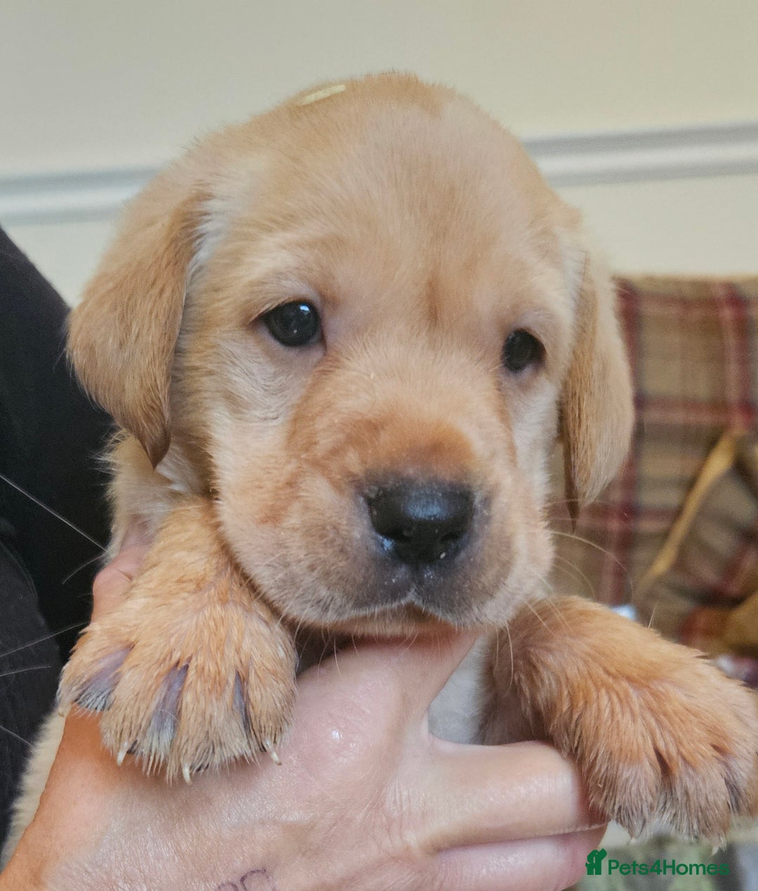 Labrador Retriever dogs for sale: Fantastic working bloodline kc labradors! - Image 9