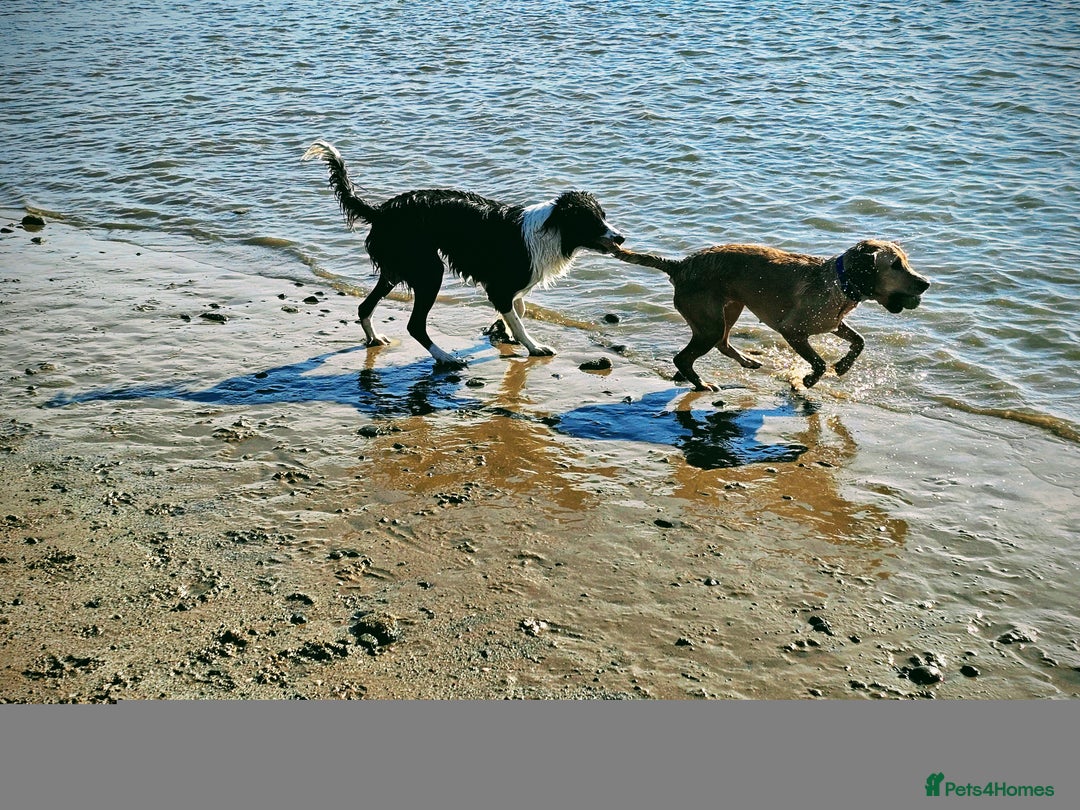 Mixed Breed dogs for sale: Puppies for sale  - Image 23