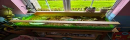 Tortoise reptiles for sale: Marginated Tortoise - Advert 5