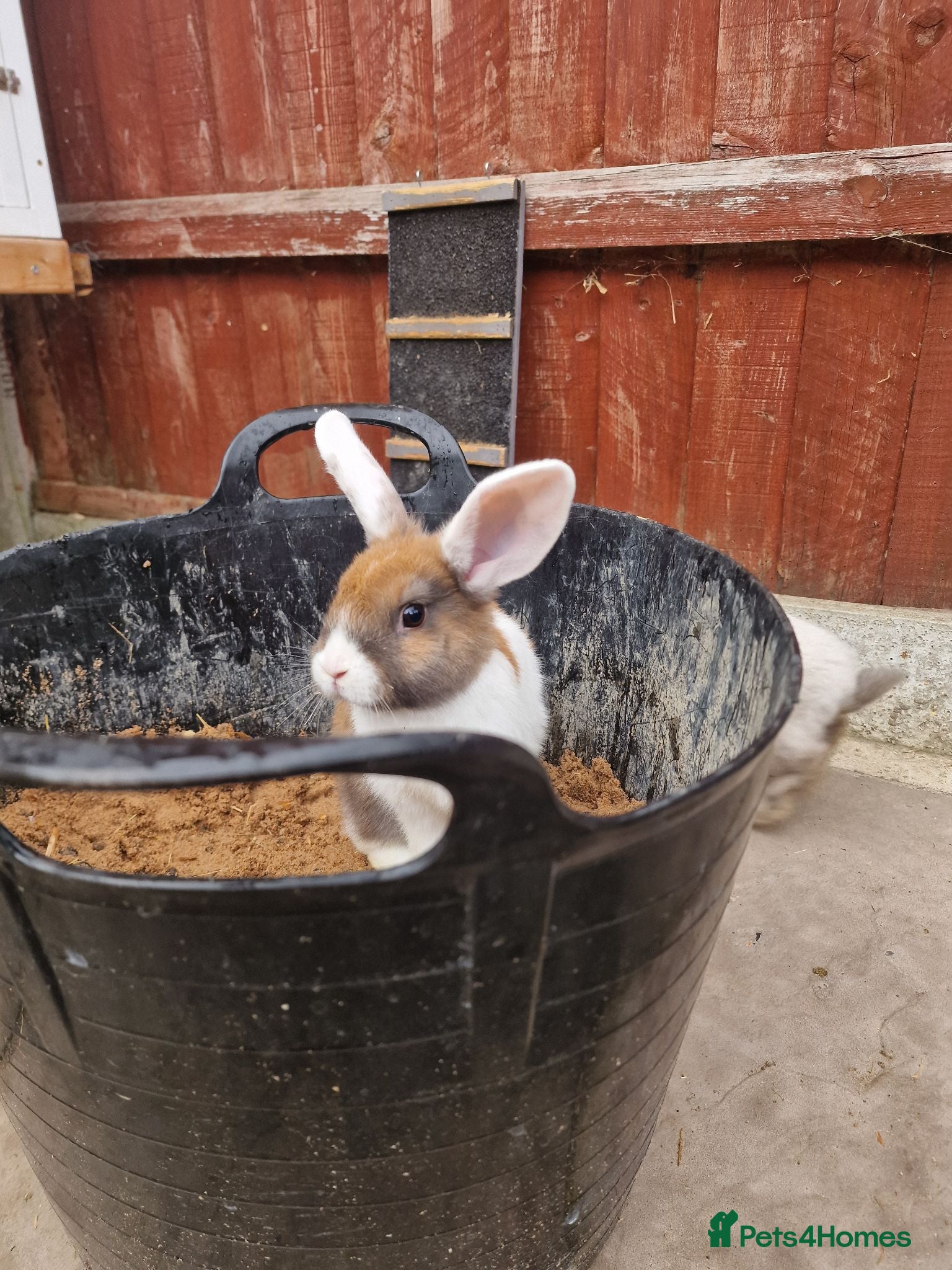 Mixed Breed rabbits Bunnies - lop/rex mix - Advert 9