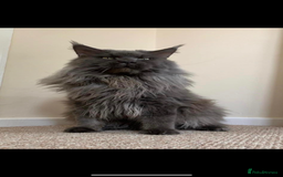 Maine Coon cats for sale: 😻GCCF HUGE RUSSIAN/GERMAN IMPORT MC KITTENS 😻 - Image 6