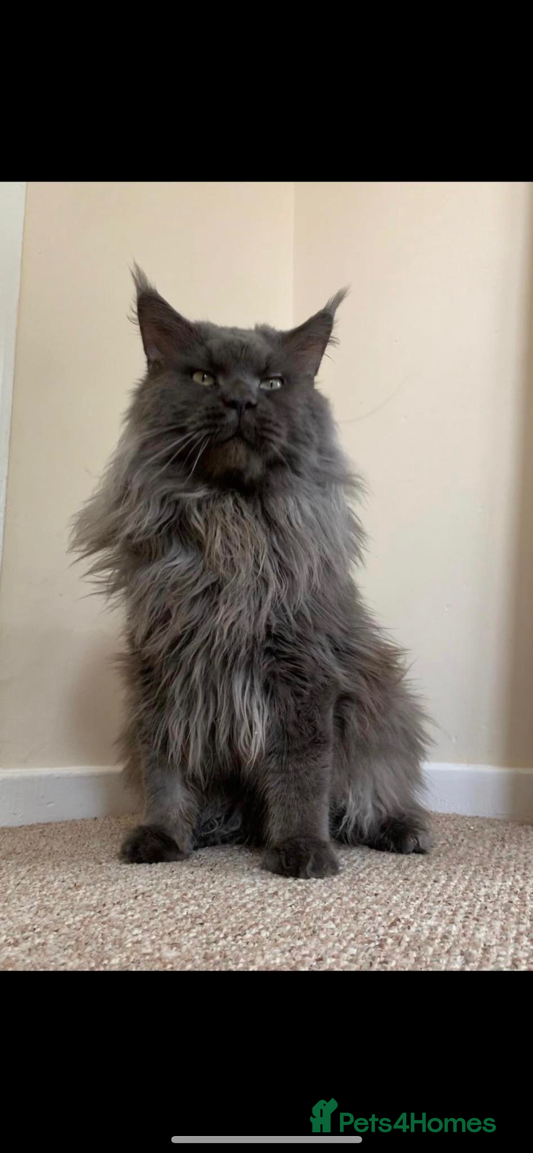 Maine Coon cats for sale: 😻GCCF HUGE RUSSIAN/GERMAN IMPORT MC KITTENS 😻 - Image 6