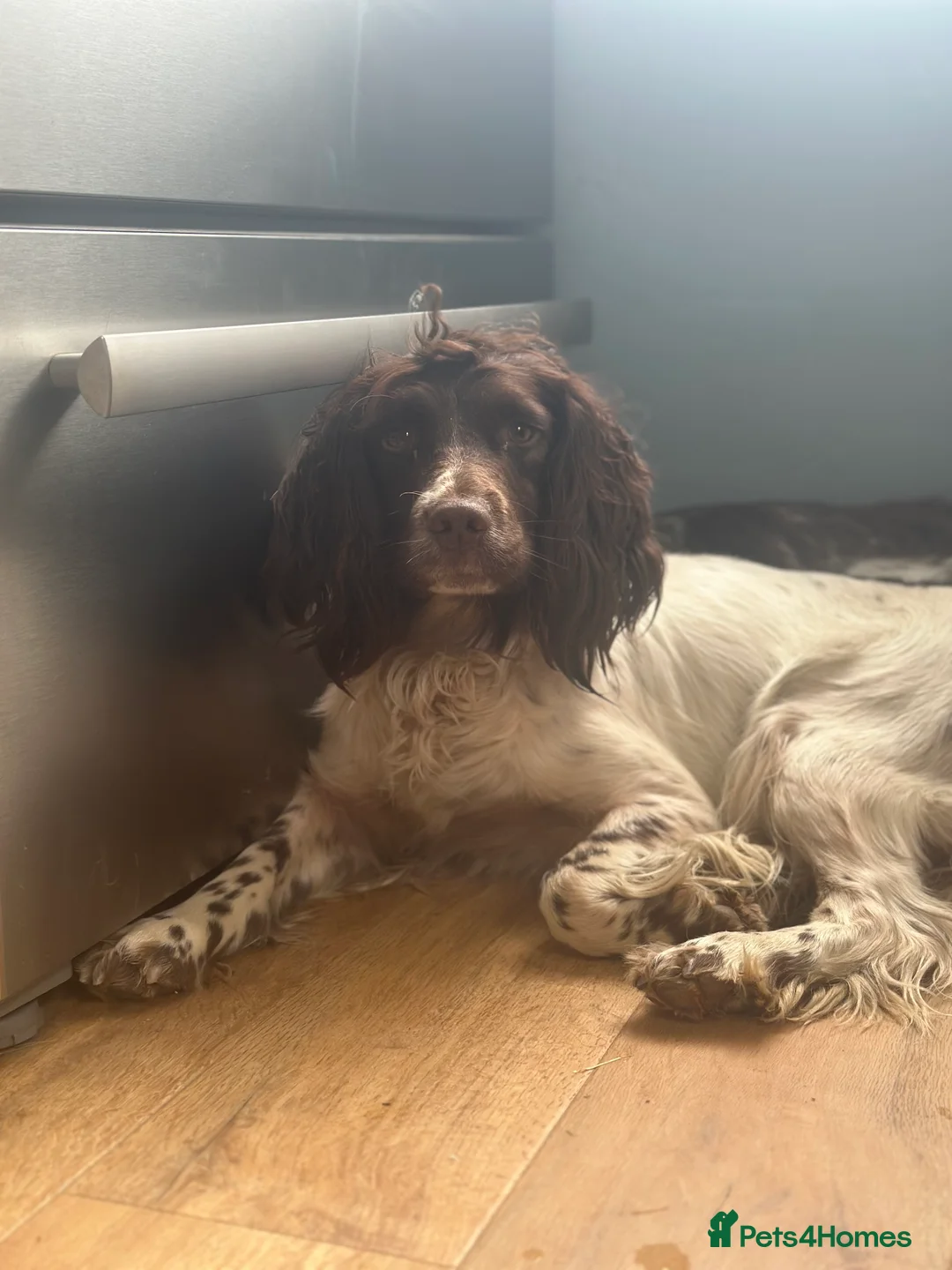Sprocker dogs for sale: F1 Sprocker spaniels - Advert 1