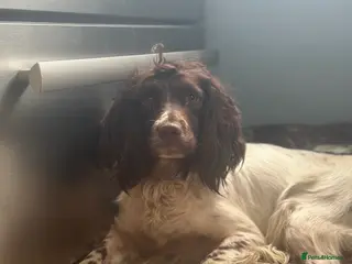 Sprocker dogs F1 Sprocker spaniels - Advert 6