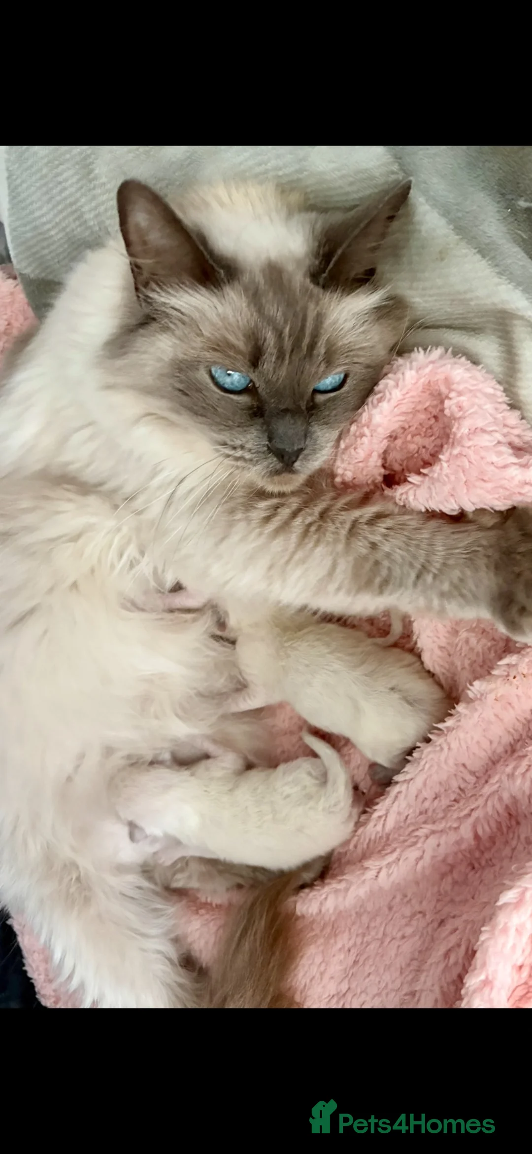 Ragdoll cats for sale: Gccf kittens 🩷🩷💙 - Advert 1