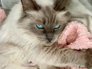 Ragdoll cats Gccf kittens 🩷🩷💙 - Advert 1