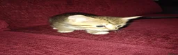 Mixed Breed cats for sale: 3 kittens looking for new home  - Advert 2