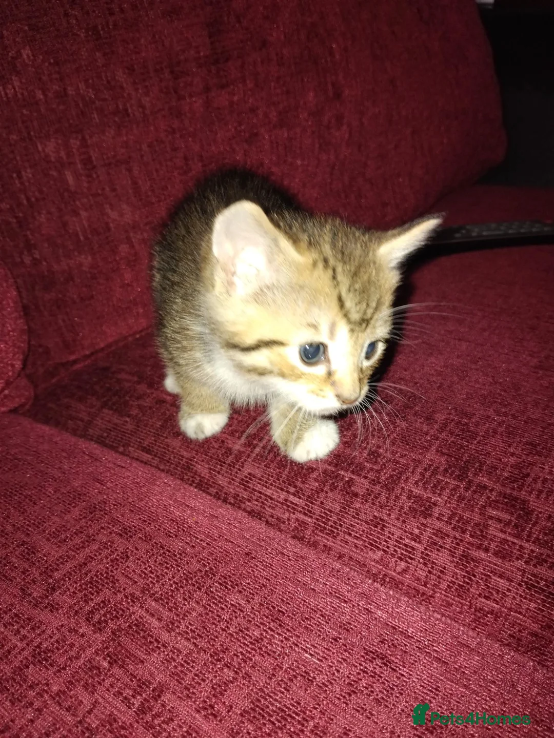 Mixed Breed cats for sale: 3 kittens looking for new home  - Advert 2