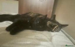 Mixed Breed cats for sale: Two beautiful ginger male kittens - Image 8