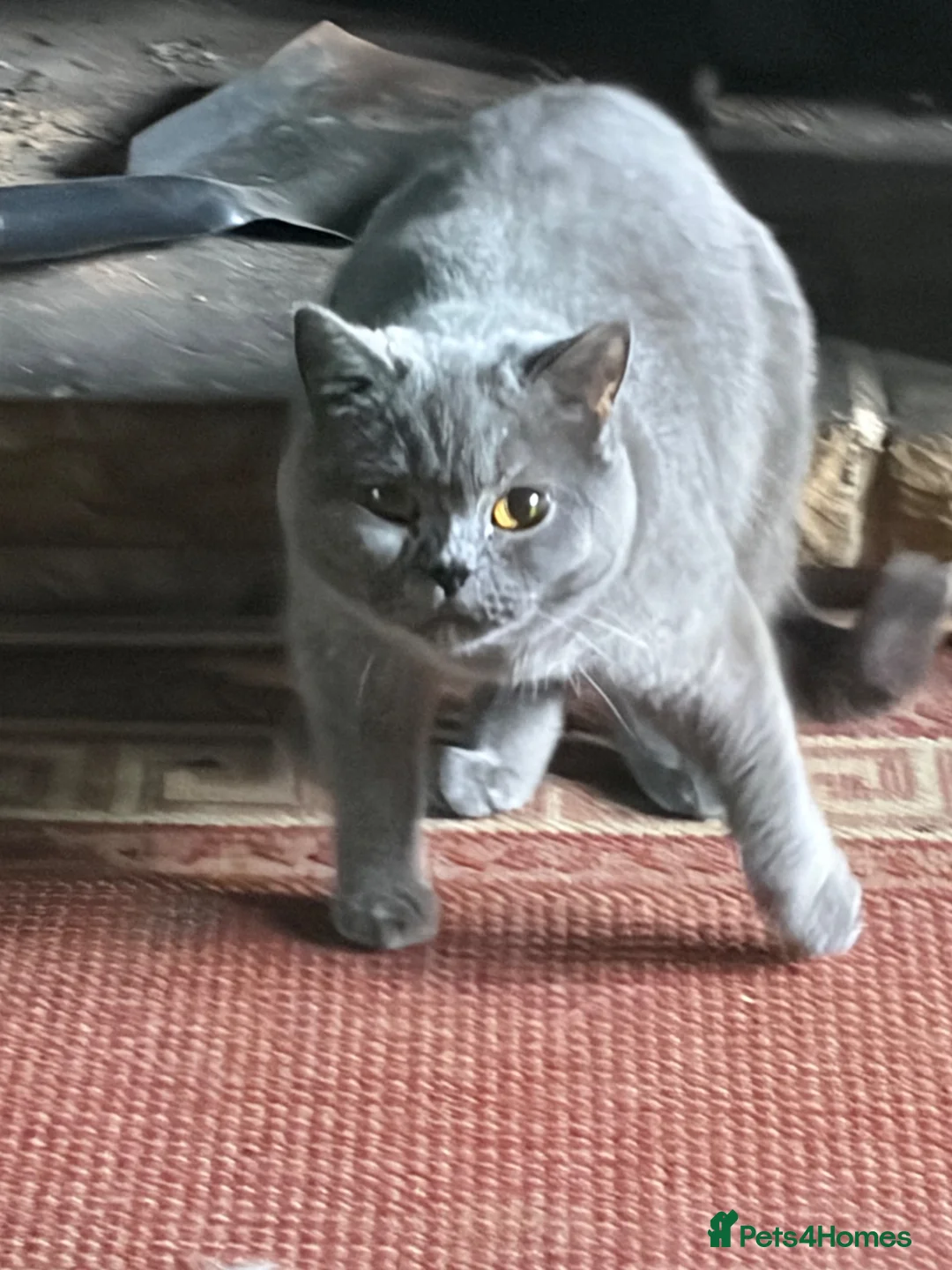 British Shorthair cats for sale: Two Bsh registered active females - Advert 2