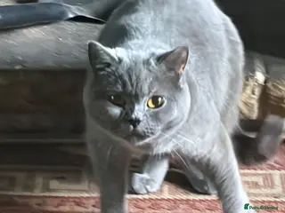British Shorthair cats Two Bsh registered active females - Advert 17