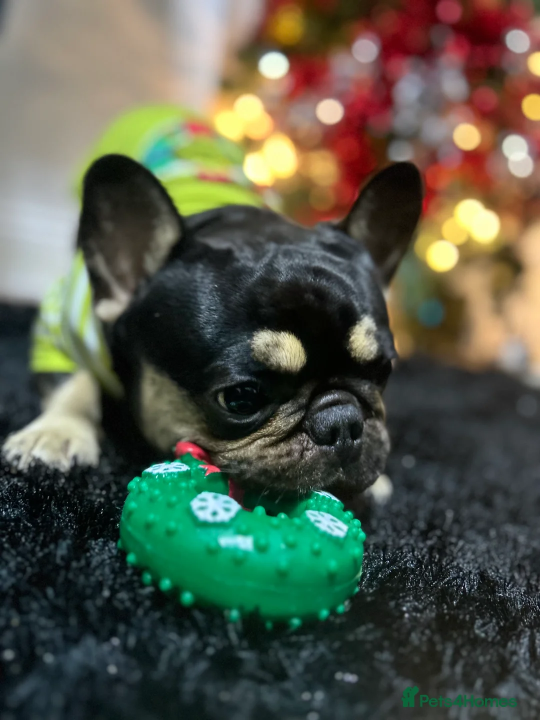 French Bulldog dogs for sale: FRENCH BULL DOG FOR SELL (NEEDS TO BE REHOMED) - Advert 2