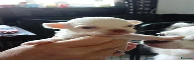 Chihuahua 4