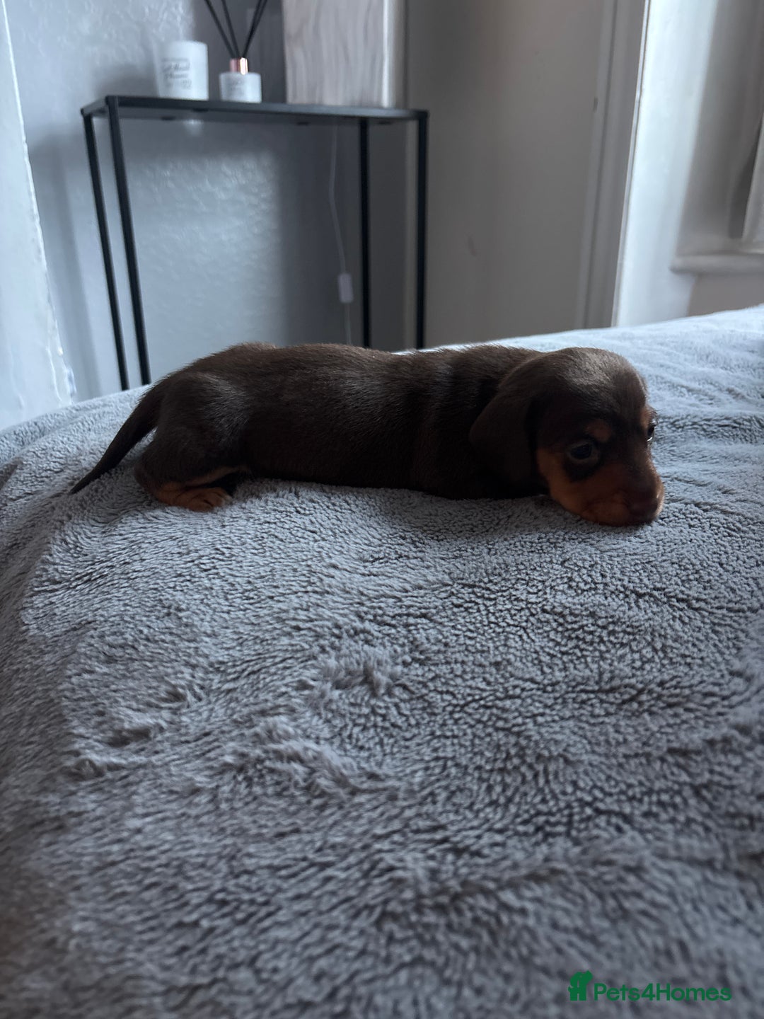 Dachshund dogs for sale: Dachshund  - Advert 4