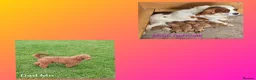Cavapoo dogs for sale: Beautiful deep red Cavapoo Puppies  - Advert 3