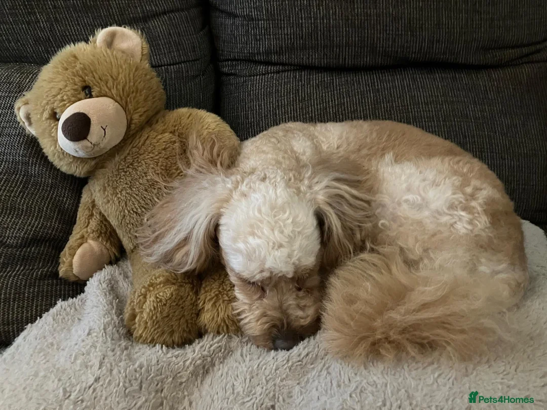 Cavapoo dogs for stud: Meet Alfie. A cavapoo looking for a mate - Advert 9