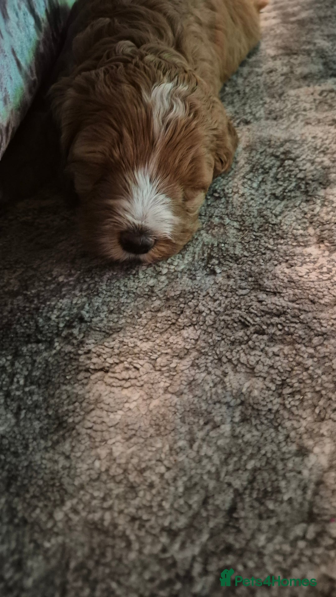 Australian Labradoodle dogs for sale: LAST ONE BOY - Australian Labradoodle Puppies  - Advert 33