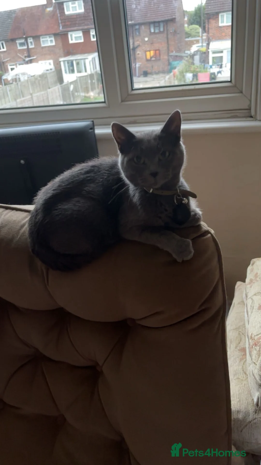 Russian Blue cats for sale: Beautiful Mother & Daughter russian blues - Advert 2