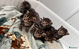 Bengal cats for sale: Bengal cross kittens  - Image 7