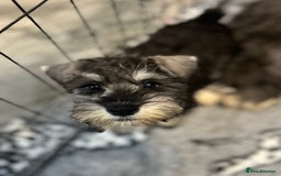 Miniature Schnauzer dogs for sale: Gorgeous home reared puppies ready soon - Image 5