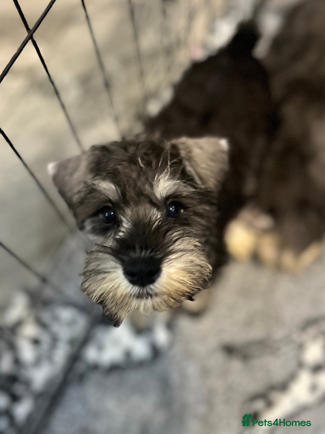 Miniature Schnauzer dogs for sale: Gorgeous home reared puppies ready soon - Image 5