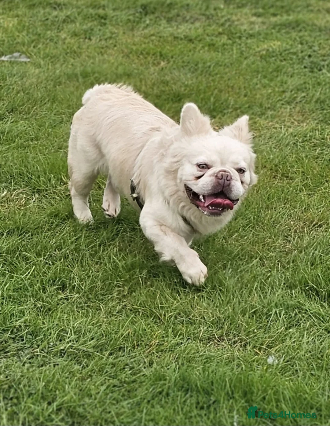 French Bulldog dogs for stud: Gizmo for stud in Birmingham - Advert 2