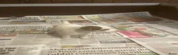 Jack Russell dogs for sale: Jack Russell  - Advert 14