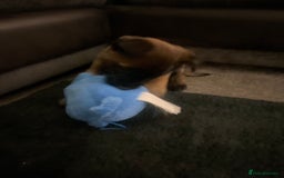 Belgian Shepherd Dog dogs for sale: Belgian malinois  - Image 7