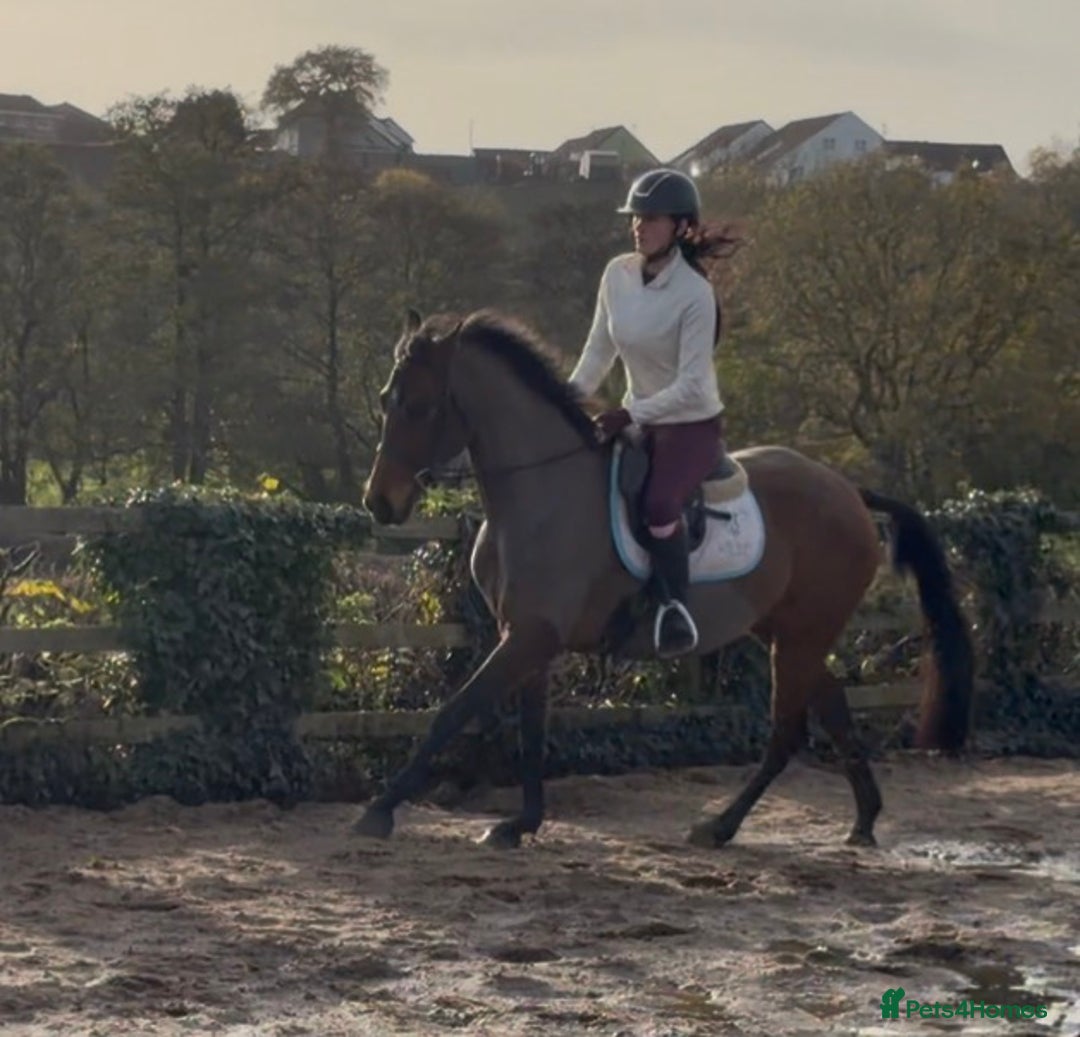 Other Breed horses for sale: Easy Allrounder  - Advert 15