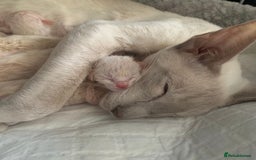 Siamese cats for sale: ✨Gorgeous GCCF registered kittens✨ - Image 28