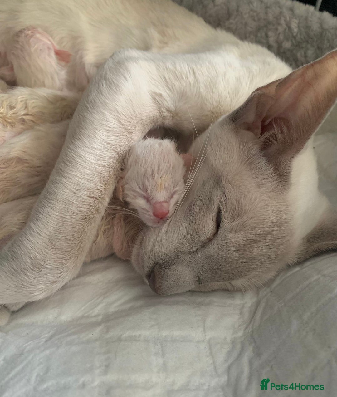 Siamese cats for sale: ✨Gorgeous GCCF registered kittens✨ - Image 28