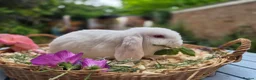 Mini Lop rabbits for sale: Two Mini lops and 4 Dwarf lops available - Advert 7