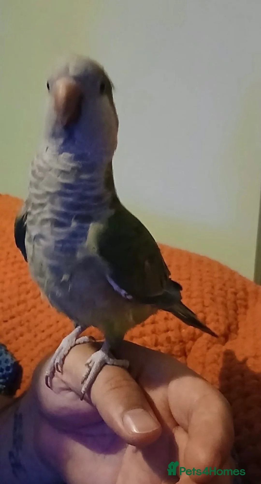 Parrots birds for sale: Female green quaker in Neath - Advert 10