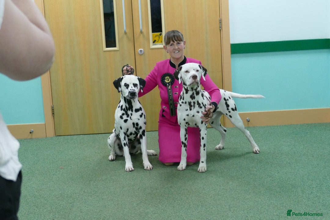 Dalmatian dogs for sale: Tamilanda Dalmatian's  - Image 6