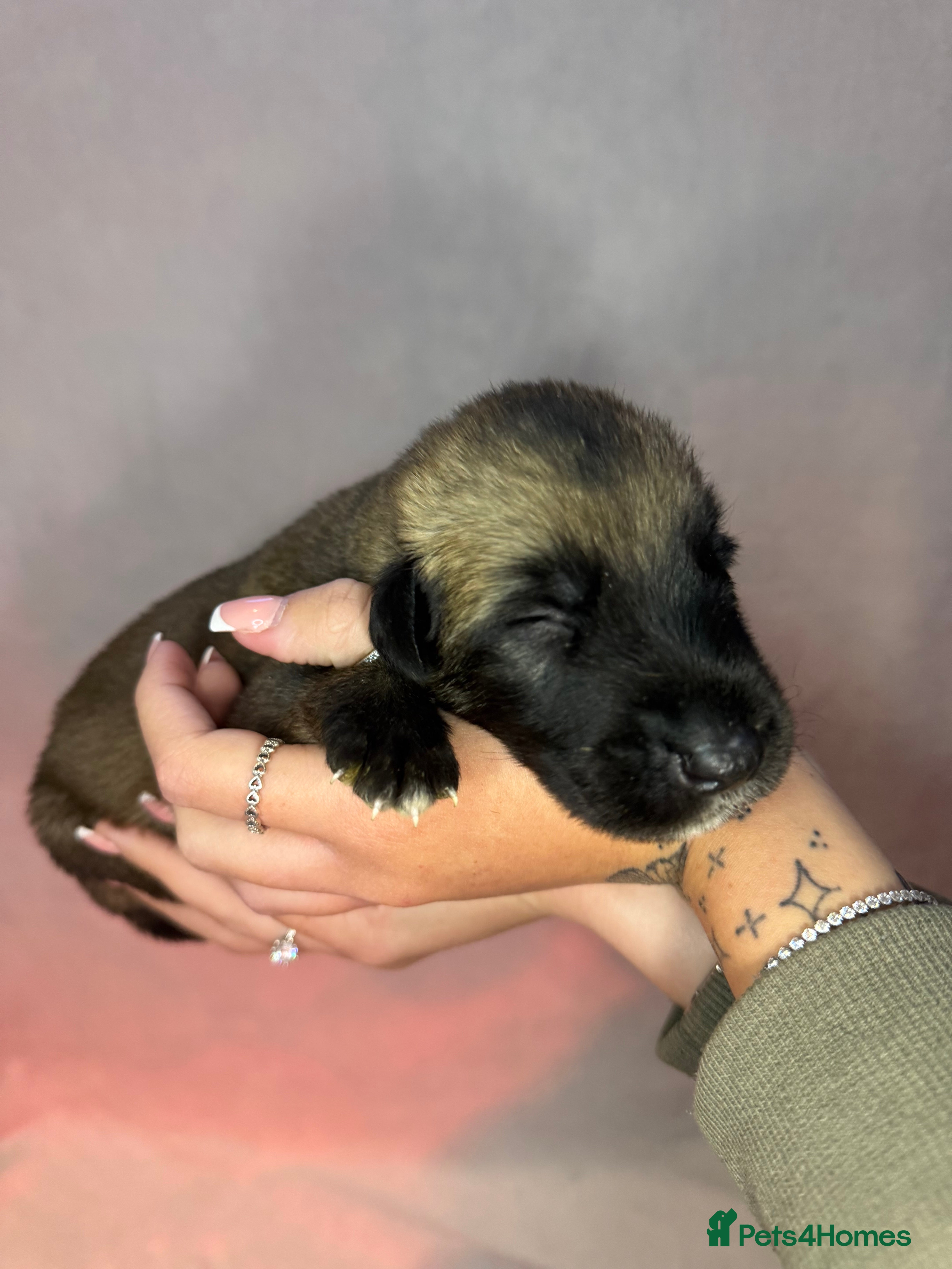 Irish Wolfhound dogs Bred From Extensively Health Tested Parents - Advert 1