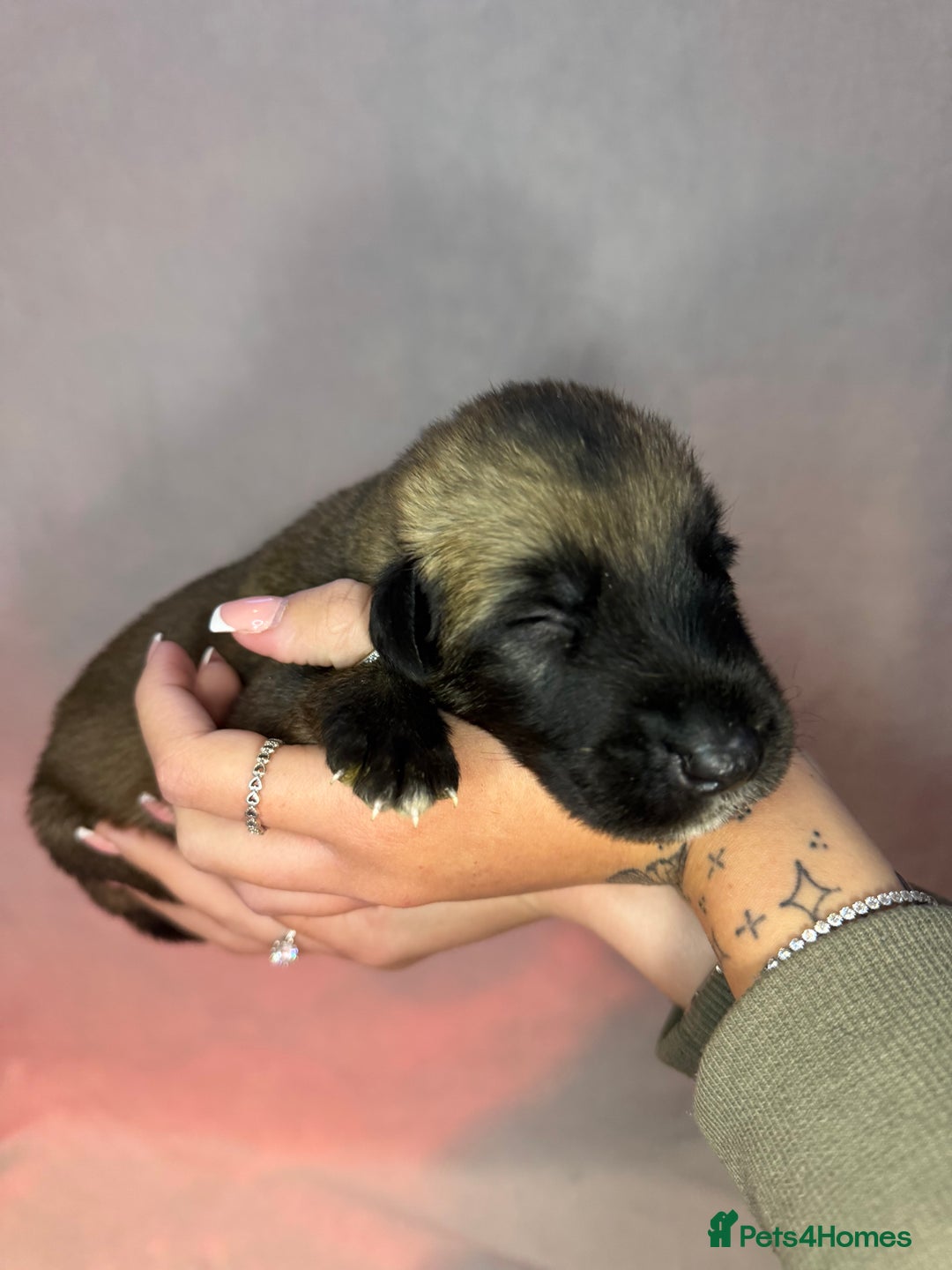 Irish Wolfhound dogs for sale: Bred From Extensively Health Tested Parents - Advert 3