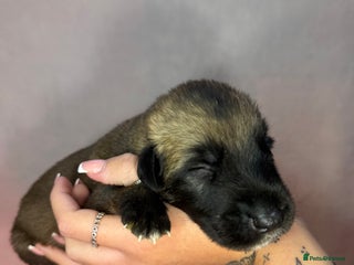 Irish Wolfhound dogs Bred From Extensively Health Tested Parents - Advert 1