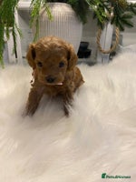Maltipoo dogs 🌟 Luxury Rare Brown Asian Teddy Maltipoo - Advert 1