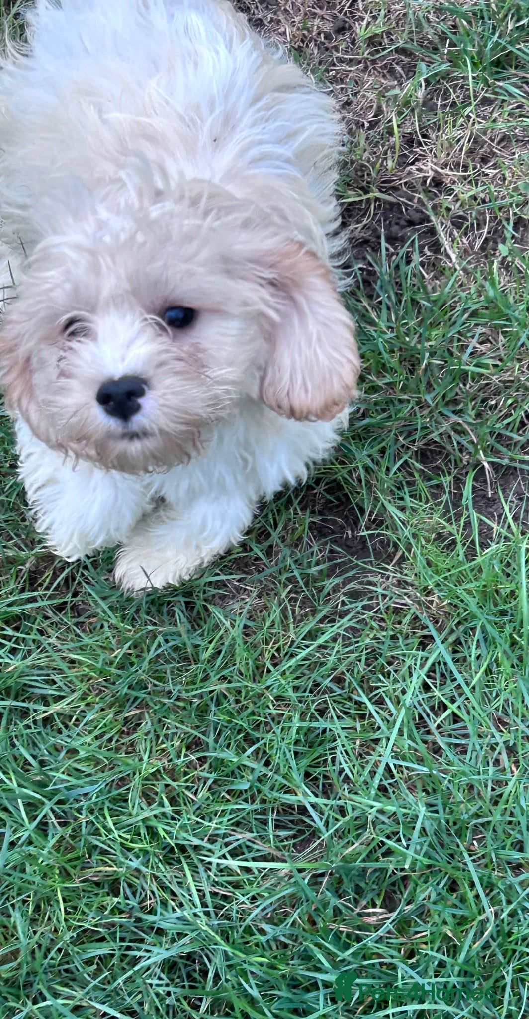 Cavapoo dogs Beautiful Cavapoo Puppies  - Advert 1