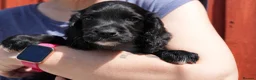 Cocker Spaniel dogs for sale: KC Black male cocker spaniel ready to leave - Advert 3