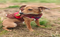 Mixed Breed dogs for adoption: 💖🐶 KRISTY 🐶💖 - Image 10