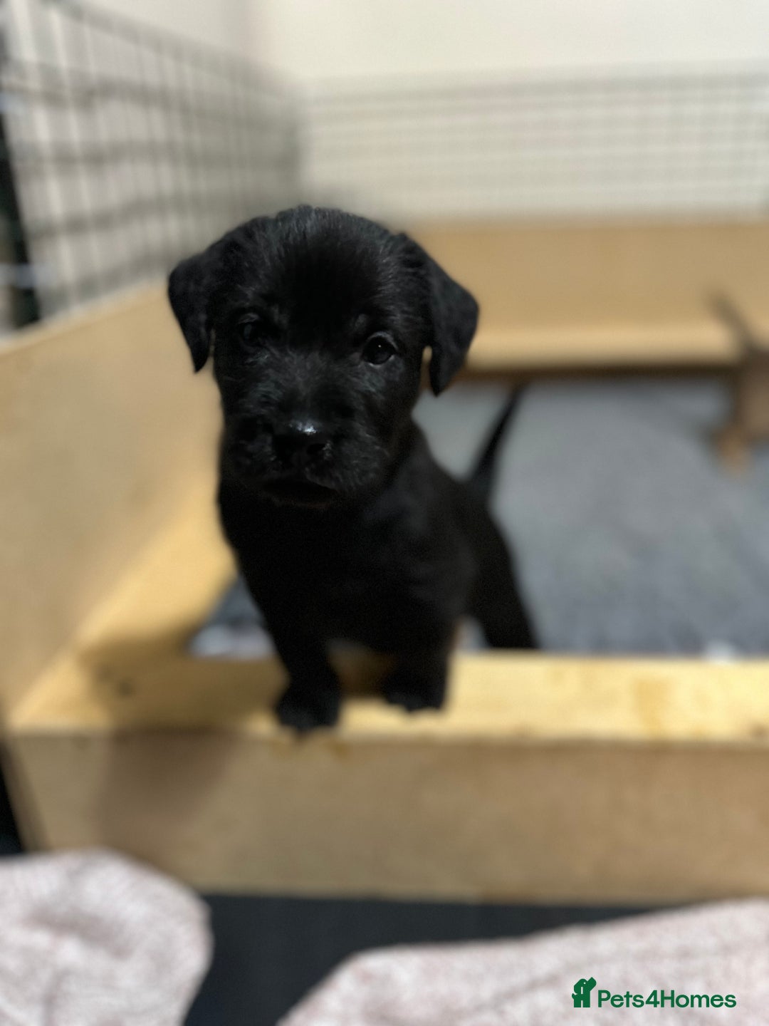 Patterdale Terrier dogs for sale: 5 Gorgeous Patterdale Puppies  - Advert 32