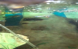 Other/Mixed Breed fish for sale: Guppies - Image 2
