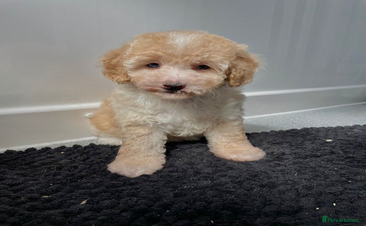 Cavapoo dogs - Advert 9