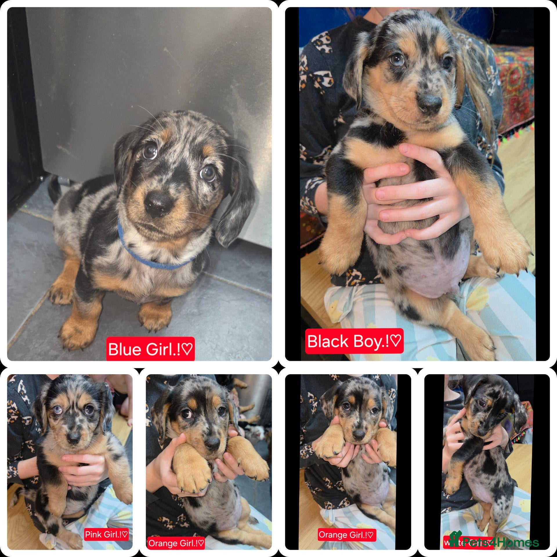 Mixed Breed dogs Dashweiler Puppies.!♡  - Advert 13