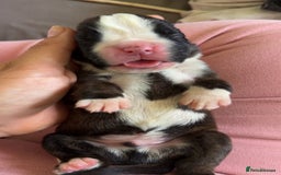 Boxer dogs for sale: Outstanding Boxer puppies (health tested parents) - Image 1