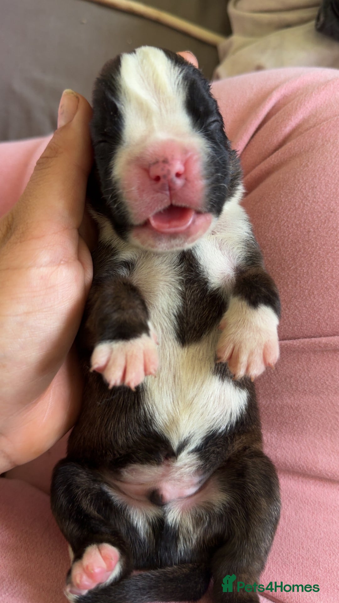 Boxer dogs for sale: Outstanding Boxer puppies (health tested parents) - Image 1