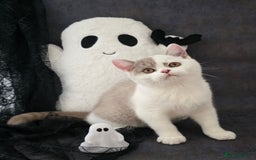 British Shorthair cats for sale: CHAMPION SIRED GCCF REG BSH LILAC BI MALE KITTEN - Image 3
