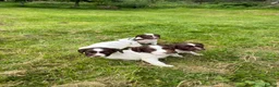 English Springer Spaniel dogs for sale: English Springer Spaniel  in Dunkeld - Advert 11
